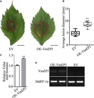 A Valsa mali Effector Protein 1 Targets Apple (Malus domestica) Pathogenesis-Related 10 Protein to Promote Virulence